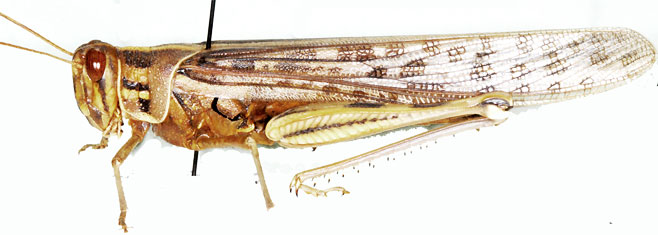 Schistocerca gregaria