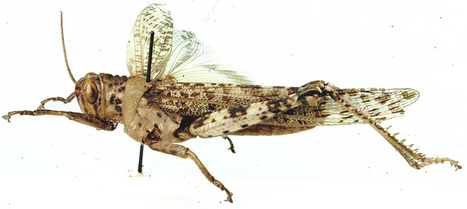 Anacridium incisum