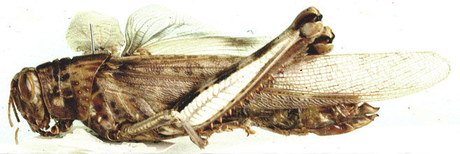 nacridium rehni