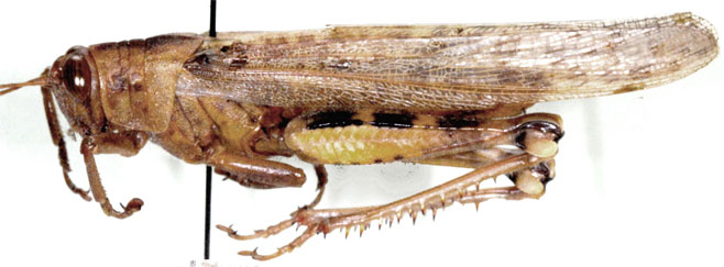 Anacridium rehni