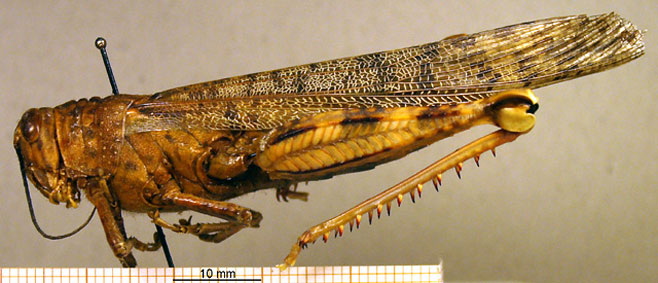 Anacridium wernerellum