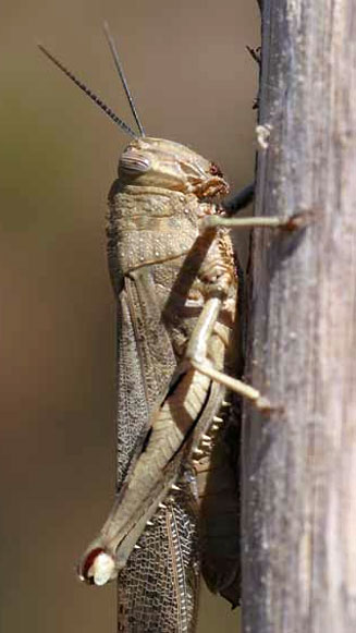 Anacridium aegyptium