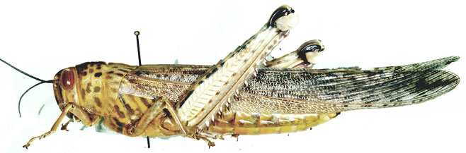 Anacridium moestum