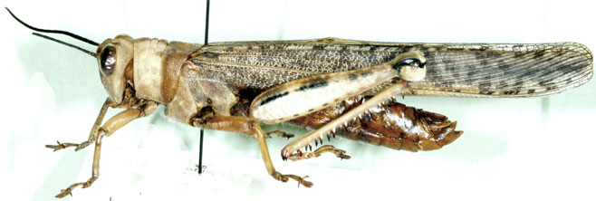 Anacridium moestum