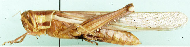 Nomadacris septemfasciata