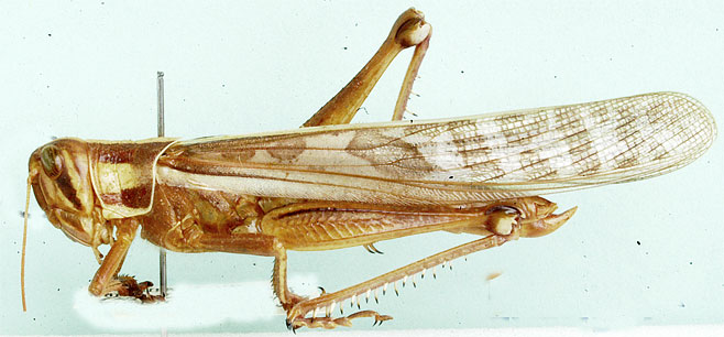 Nomadacris septemfasciata