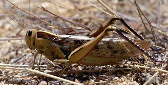 Acanthacris ruficornis (a grasshopper)
