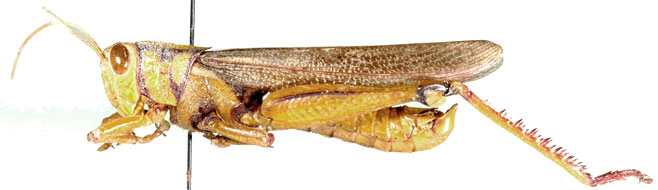 Kraussaria prasina