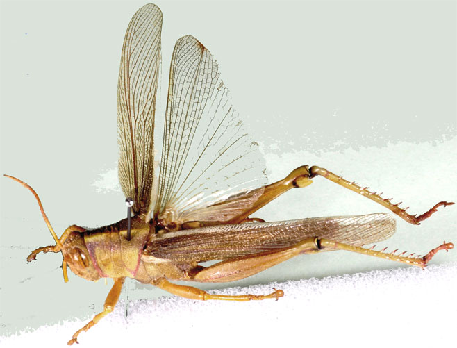 Kraussaria prasina
