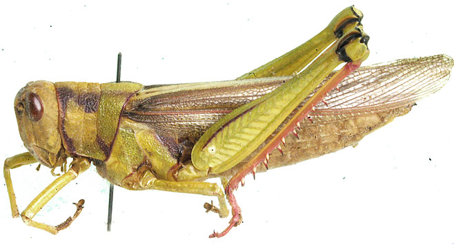 Kraussaria prasina