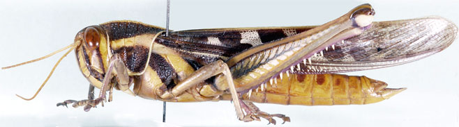 Ornithacris pictula
