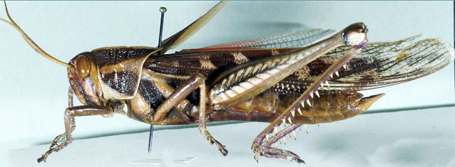 Ornithacris pictula