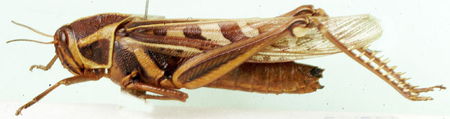Ornithacris pictula