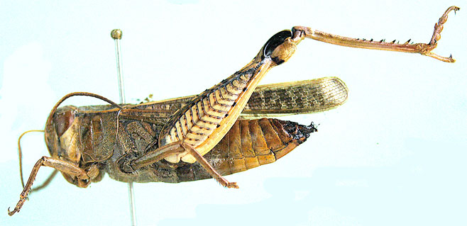 Acorypha Acorypha ferrifer