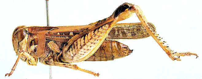 Acorypha laticosta