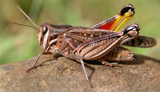 Acorypha nigrovariegata