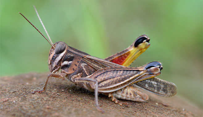 Acorypha nigrovariegata