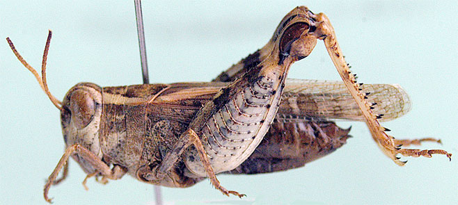 Acorypha pallidicornis