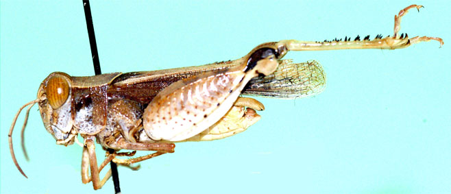Acorypha pallidicornis