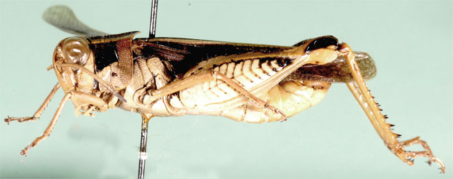 Acorypha mossambica