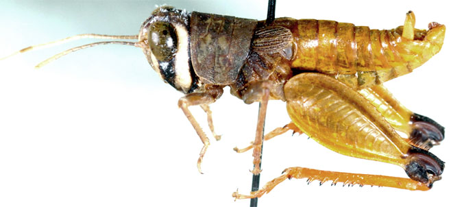 Damaracris rupestris