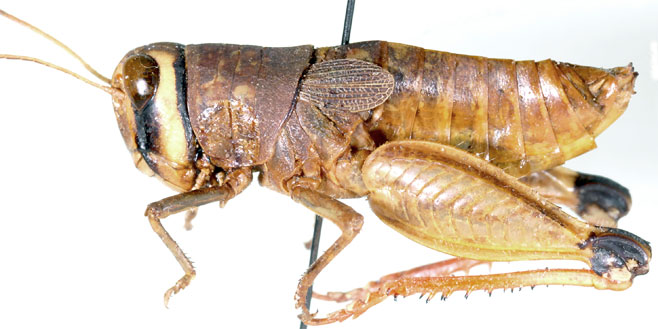 Damaracris rupestris