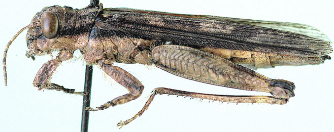 Hemiacris fervens
