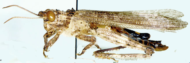 Pristocorypha popa