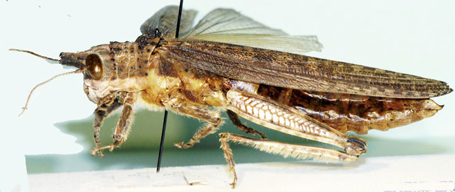 Pristocorypha popa