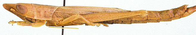 Acanthoxia brevipenne