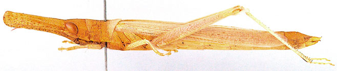 Acanthoxia gladiator