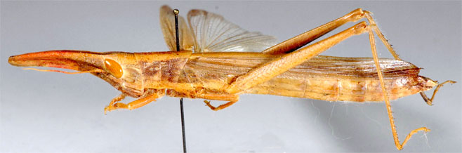 Acanthoxia gladiator