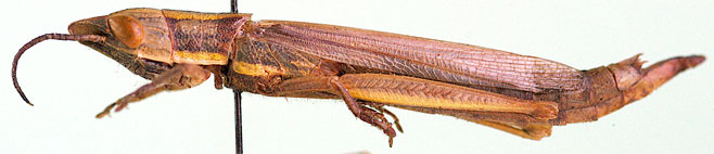 Acanthoxia natalensis