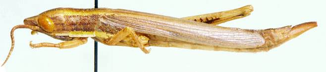 Acanthoxia natalensis 