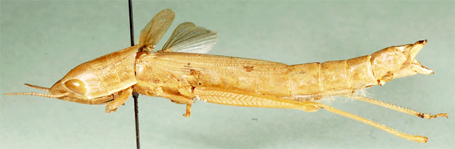 Acanthoxia natalensis 