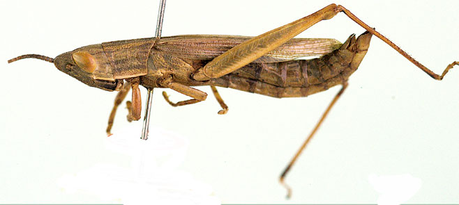 Acanthoxia natalensis 