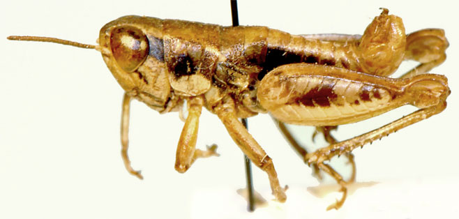 Dirshacris aridus