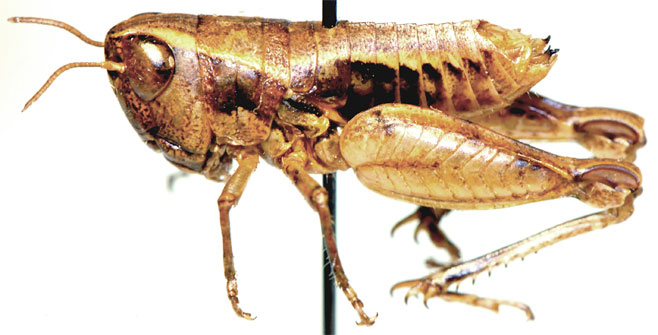 Dirshacris aridus