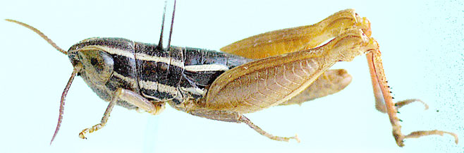 Hemiloryma deserticola