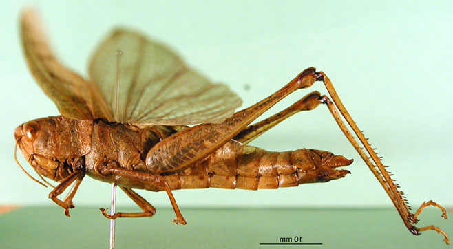 Oraistes luridus
