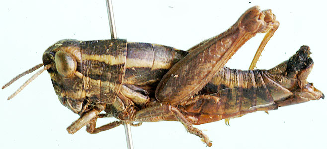 Uvarovidium peninsulare