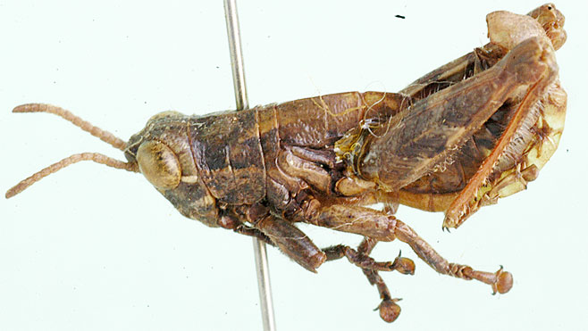 Uvarovidium smiti