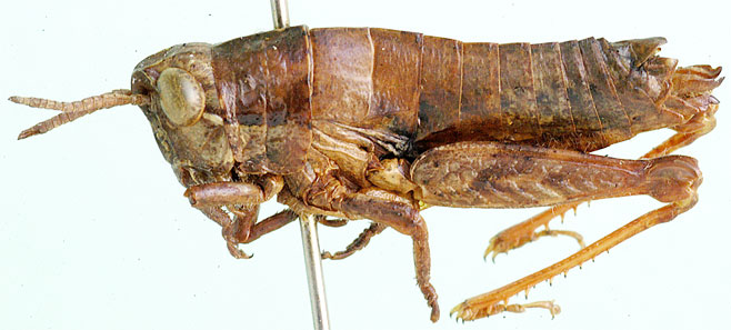 Uvarovidium smiti