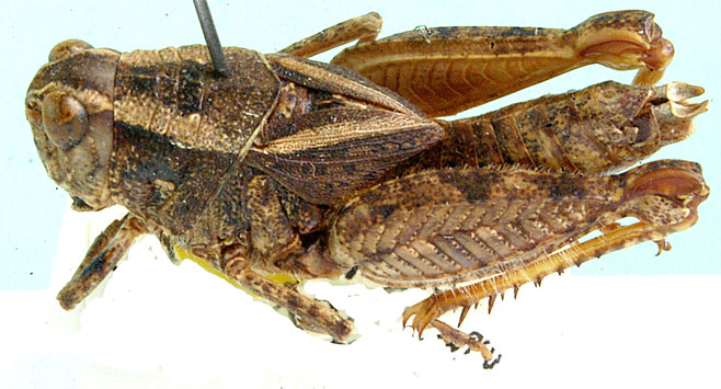 Acrophymus lobipennis