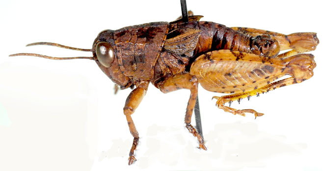 Acrophymus rossi