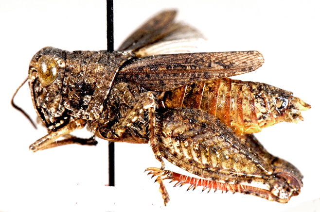 Amblyphymus adspersus