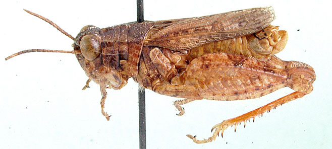 Amblyphymus adspersus