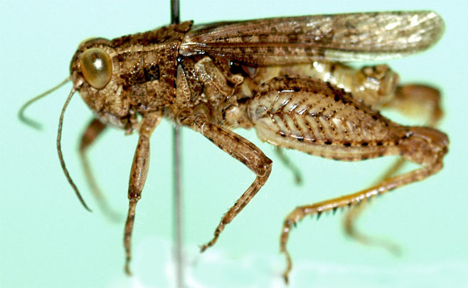 Amblyphymus matopo