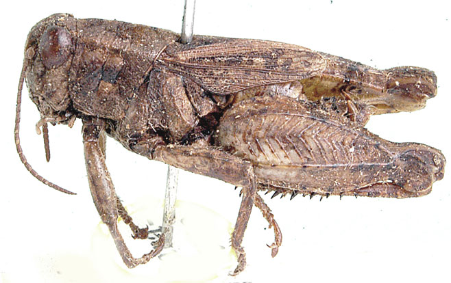 Amblyphymus miniatus