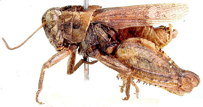 Amblyphymus roseus
